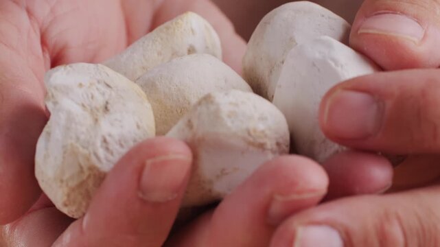 White chunos potatoes from Peru, chuno food from potato, bolivian peruvian traditional dish. 