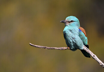 a blue eurasian roller in the field