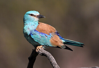 a blue eurasian roller in the field © alberto