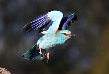 a blue roller in spain