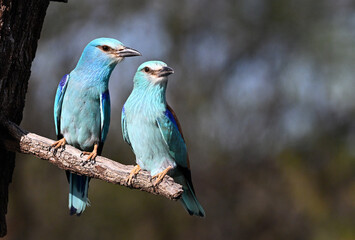 european blue roller in spain