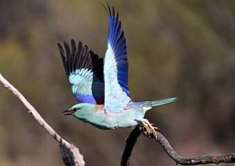 european blue roller in spain