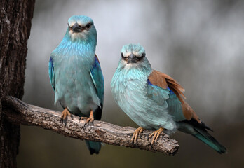 european blue roller in spain