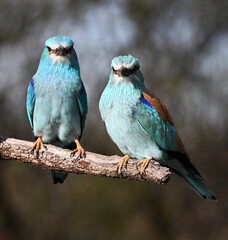a european blue roller in spain