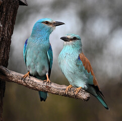 a european blue roller in spain