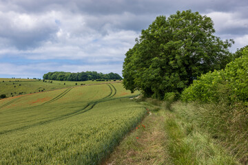 Looking along a footpath next to farmland in early summer, with poppies scattered through the growing crops