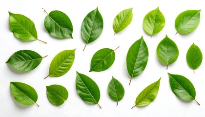 Lush greenery: A captivating assembly of vibrant green foliage diversity