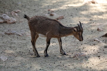 Goat climbing wall. in the zoo. High quality photo