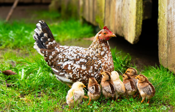 Gallina y Pollitos