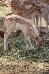 Fototapeta premium Deer grazing forest. High quality photo