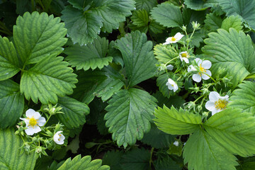 Strawberry Plants with White Blossoms and Green Leaves – Flowering Fragaria in Garden Close-Up,...