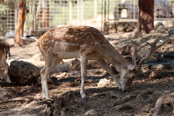 Deer grazing forest. High quality photo