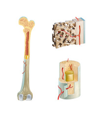 Detailed human bone anatomy