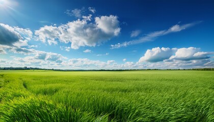 Obraz premium lush green grass fields stretching into the horizon under a clear blue sky with fluffy white clouds