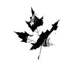 Vector Black maple leaf with distressed texture.