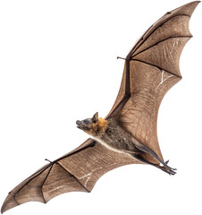 Majestic fruit bat soaring through the air with wings spread wide, capturing natural flight.
