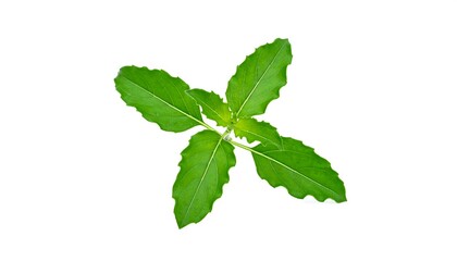 Fresh basil leaves arranged on a white background
