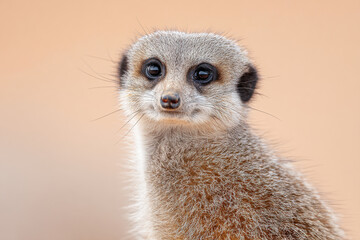 capture essence of top  animals through emotional portraits that focus on their mesmerizing eyes