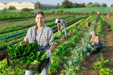 Girl works in farmers field and harvests acelga, cuts fresh and juicy spinach sprout sprig. Growing crops for sale in local supermarkets and greengrocers shops. © JackF