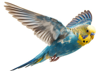 blue and yellow budgie flying, isolated on a transparent background. cutout png file