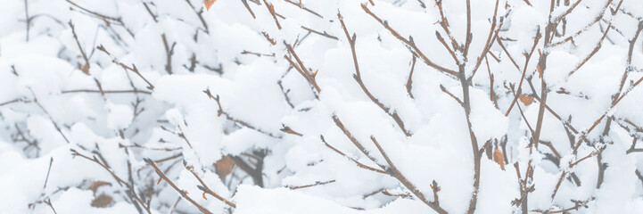 Snow on the branches of trees and bushes after a snowfall. Wide panoramic winter background with snow-covered trees. Plants in a winter forest park. Cold snowy weather. Texture of fresh snow. Closeup.