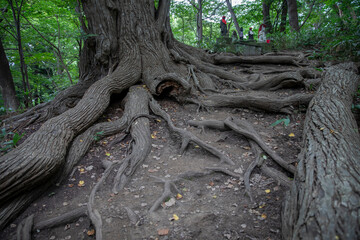 Ancient stone shrine in Maruyama mountain Sapporo Japan 