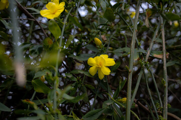 Yellow flowers