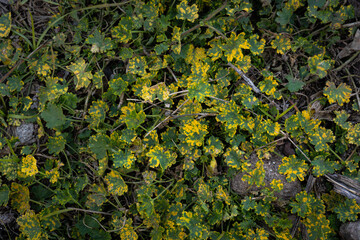 Yellow flowers
