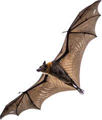 Obraz premium Majestic fruit bat glides gracefully through the night sky with outstretched wings 