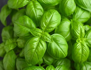 Close-up of fresh basil leaves (2)