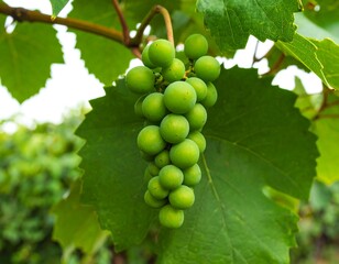Close-up of a bunch of unripe green grapes on vine
