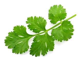 Fresh coriander leaf isolated on white