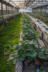 Strawberry plantation