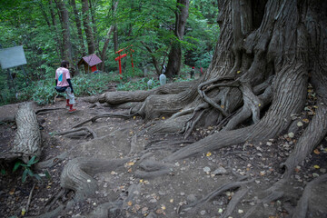 hiker in mountain trail of Maruyama Summit Sapporo Japan