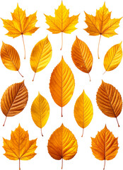 Fototapeta premium Fallen Leaves Icon