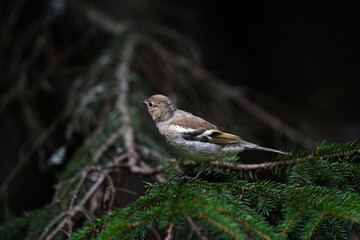 Young Chaffinch Perched in Nordic Forest
