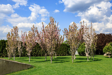 Lush garden with blossoming trees under a cloudy blue sky
