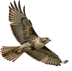 Obraz premium Graceful peregrine falcon soaring with wings spread wide, capturing nature's majesty and power 