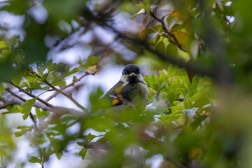 Great Tit (Parus major) commonly found in woodlands and gardens across Europe