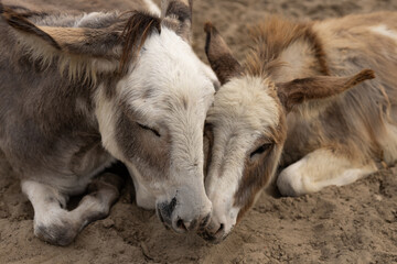 Two Cute Donkeys Resting Close