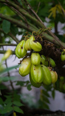 A photograph of Bilimbi fruits. Taken from Kalibo, Aklan, Philippines.
