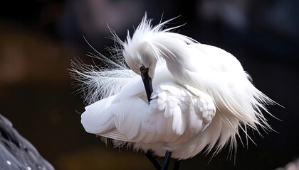 Close-up of a white bird preening (1)