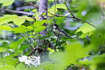 Great Tit (Parus major) commonly found in woodlands and gardens across Europe
