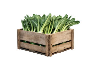 Fresh green leafy vegetables in a rustic wooden crate isolated on transparent background. Freshly harvested vegetables in a wooden crate isolated on white background.