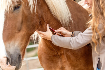 Woman simulating blood draw on South German draft horse