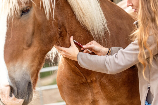 Woman simulating blood draw on South German draft horse