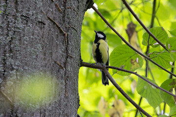 Great Tit (Parus major) commonly found in woodlands and gardens across Europe