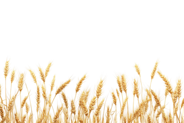 Golden wheat stalks at the bottom of the frame isolated on transparent background. Ears of golden wheat isolated on white background.