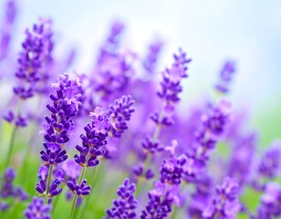 Obraz premium Close-up lavender blossoms in soft focus