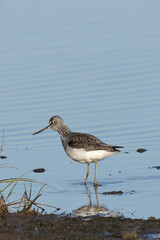 Greenshank (Tringa nebularia) commonly found in wetlands and coastal regions across Europe